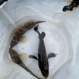 クロソイ
