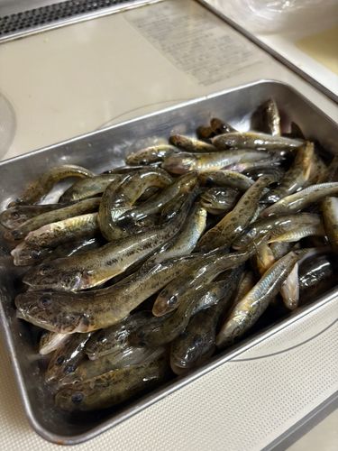 ハゼの釣果