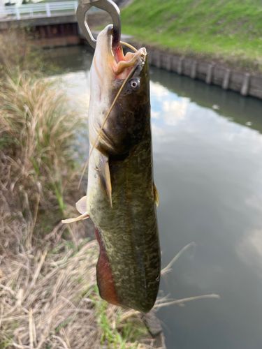 ナマズの釣果