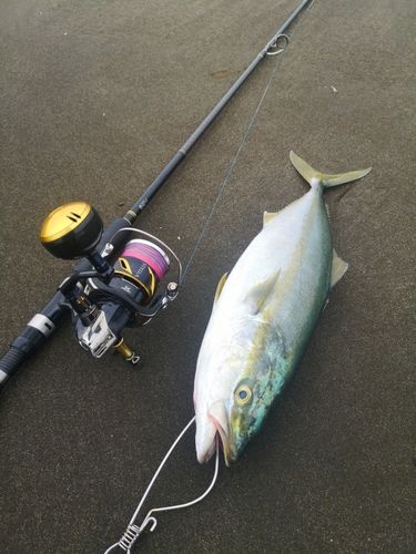 イナダの釣果