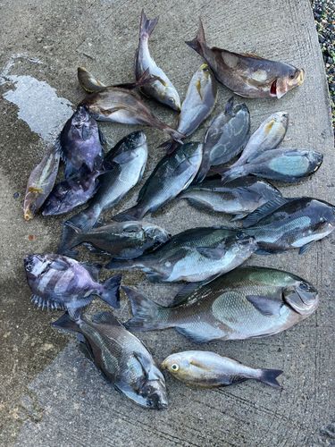 クロメジナの釣果