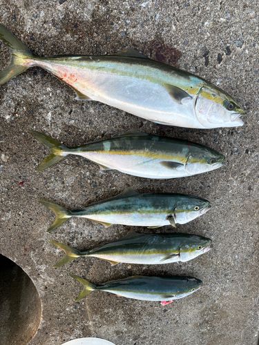 イナダの釣果