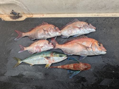 マダイの釣果