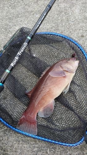 コブダイの釣果