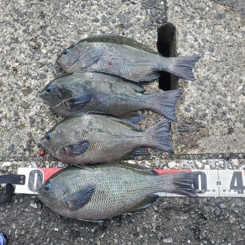 クロの釣果