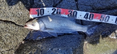 ヒラスズキの釣果