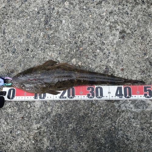 コチの釣果