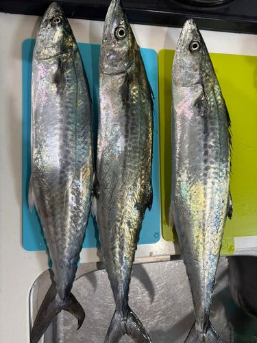 サゴシの釣果