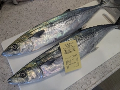 サゴシの釣果