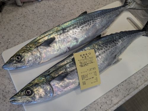 サゴシの釣果