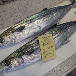 サゴシ