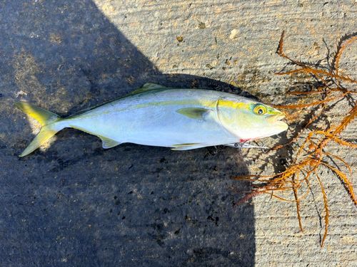 コズクラの釣果