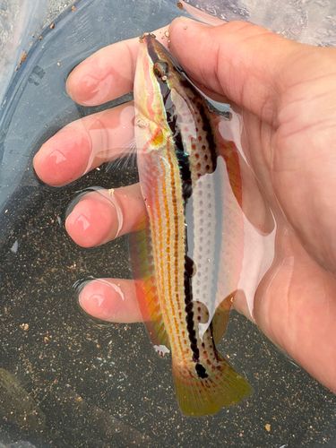 ベラの釣果