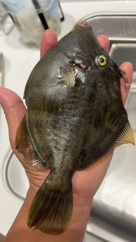カワハギの釣果