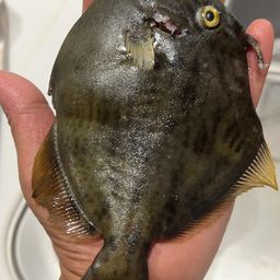 カワハギ