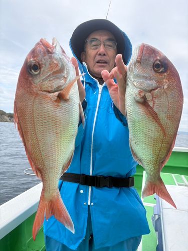 マダイの釣果