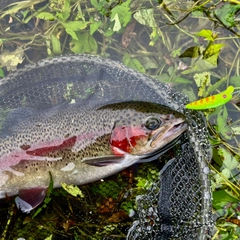 ニジマスの釣果