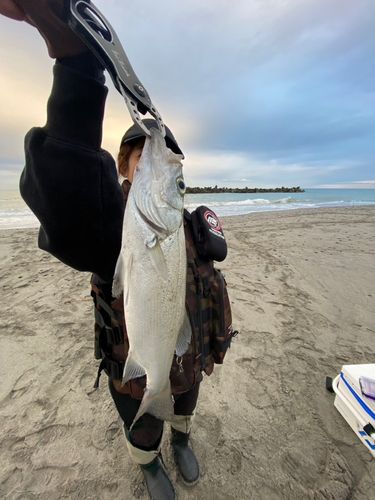 ニベの釣果