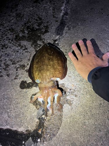コウイカの釣果