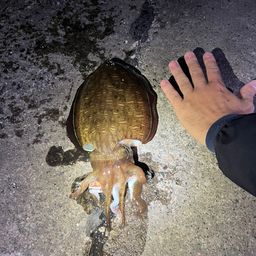 コウイカ