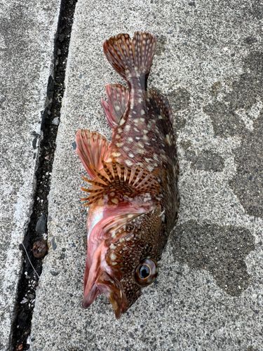 カサゴの釣果