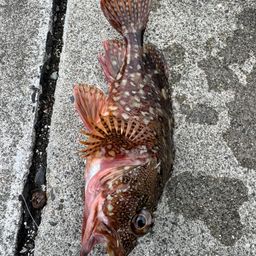 カサゴ