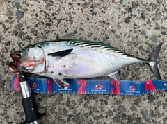 スマカツオの釣果