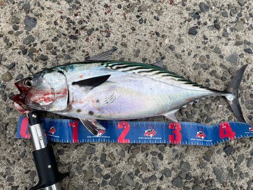 スマカツオの釣果