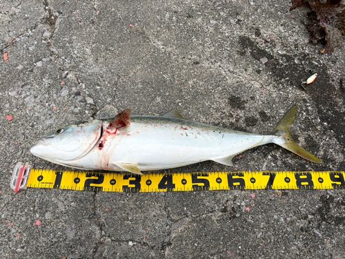 ブリの釣果
