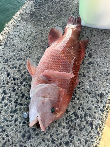コブダイの釣果