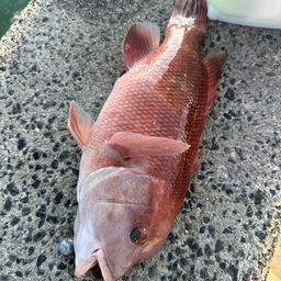 コブダイ