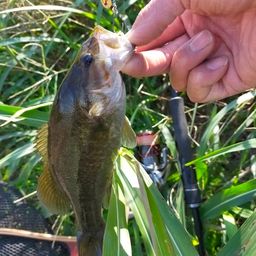 スモールマウスバス