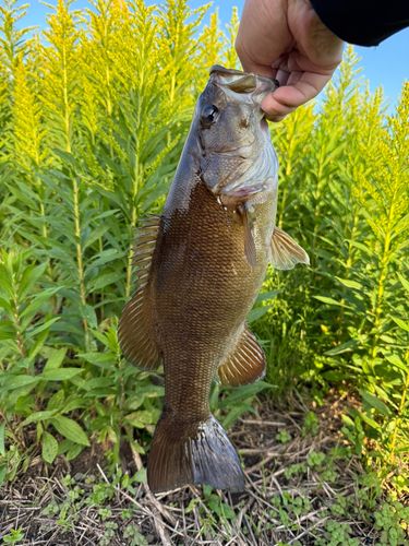 スモールマウスバスの釣果