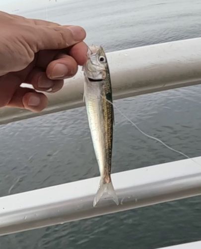 マイワシの釣果