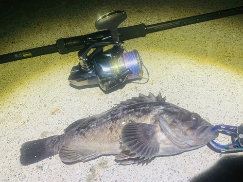 クロソイの釣果