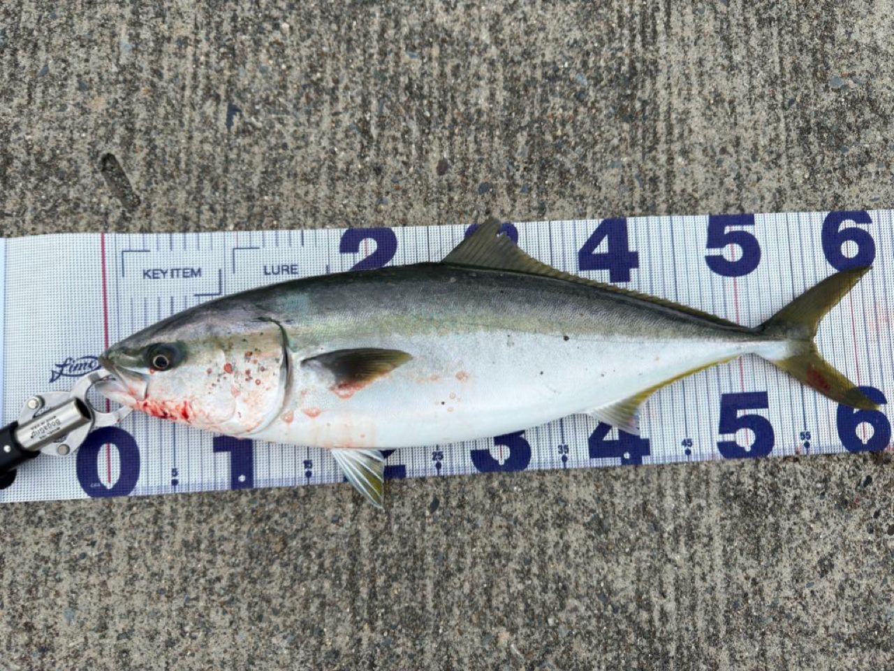 APIA グランデージ アトラス BLUE RUNNER 98Mの最安値・インプレ