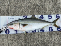 ワラサの釣果