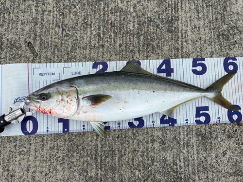 ワラサの釣果