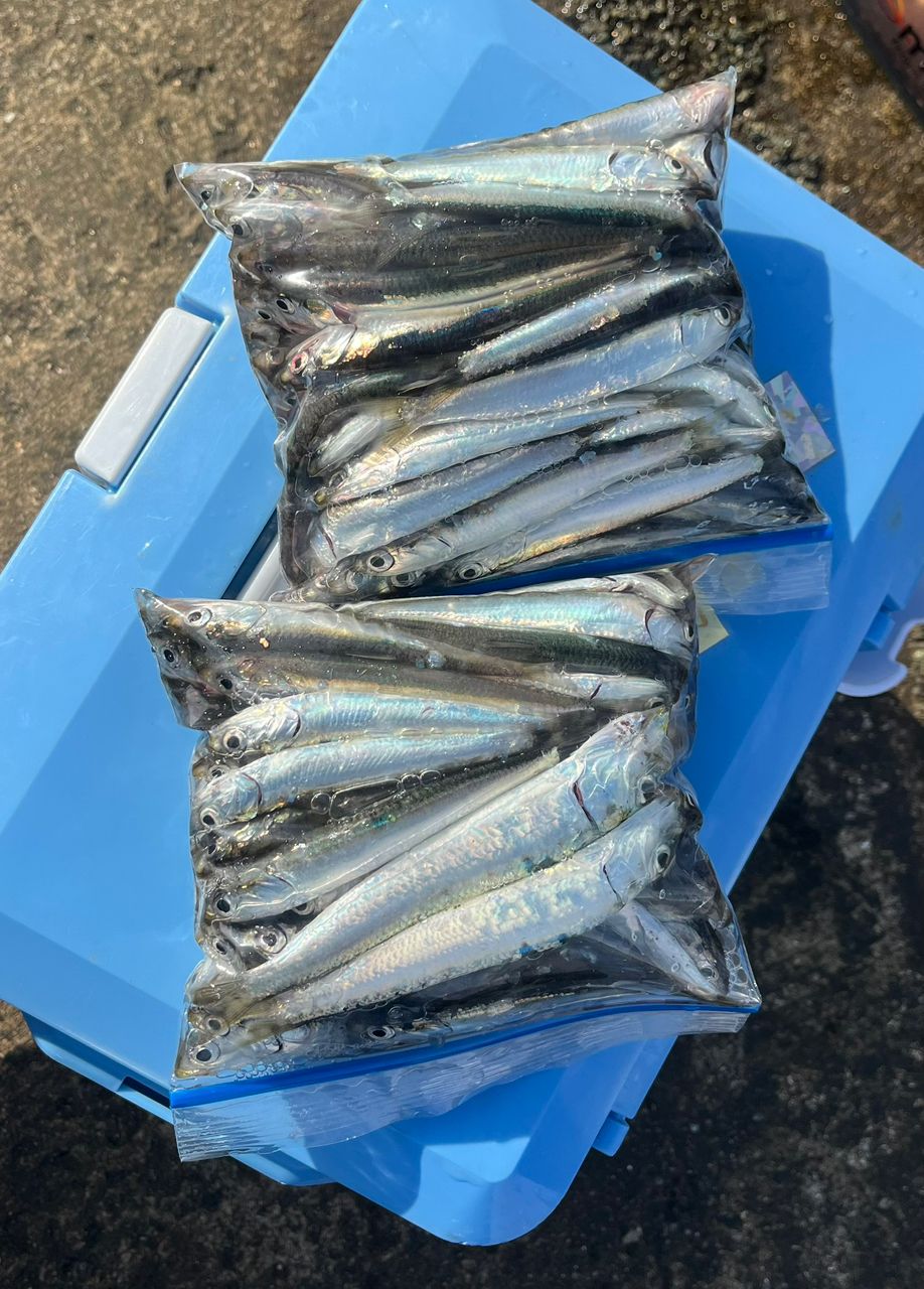 カタクチイワシ