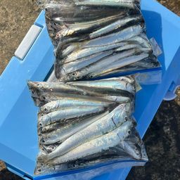 カタクチイワシ