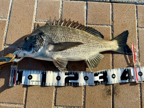 チヌの釣果