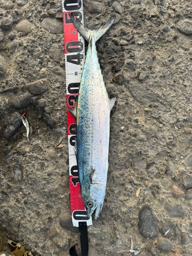 サゴシの釣果