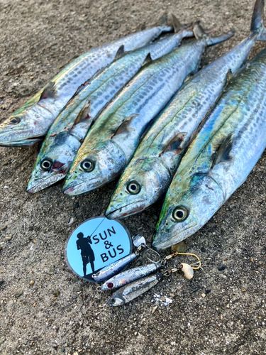 サゴシの釣果