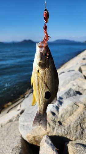 クロホシフエダイの釣果