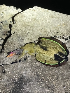 コウイカの釣果