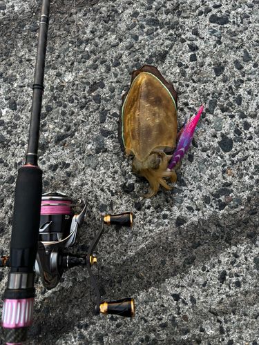 コウイカの釣果
