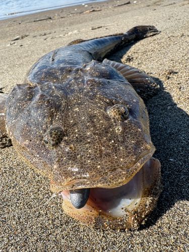 マゴチの釣果