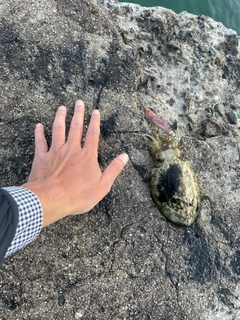 コウイカの釣果