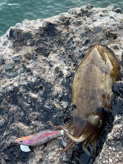 コウイカの釣果