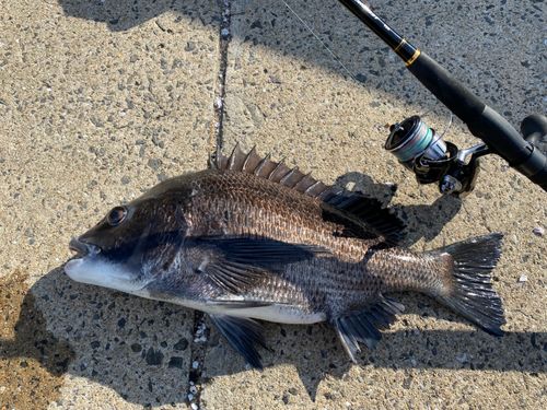 クロダイの釣果